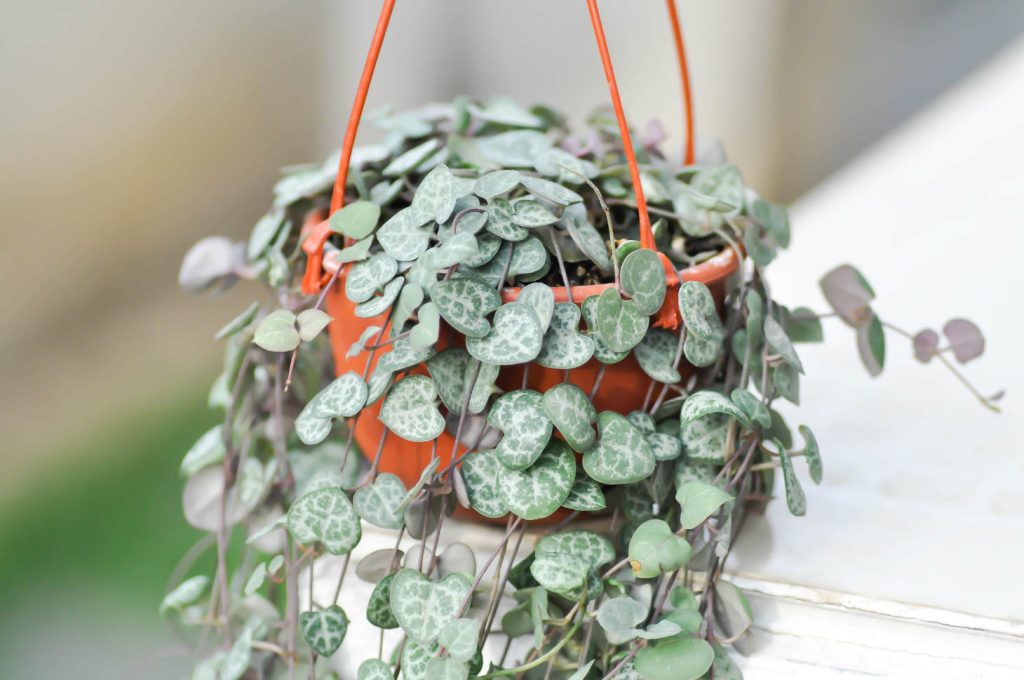 Ceropegia Woodii In Hanging Pot