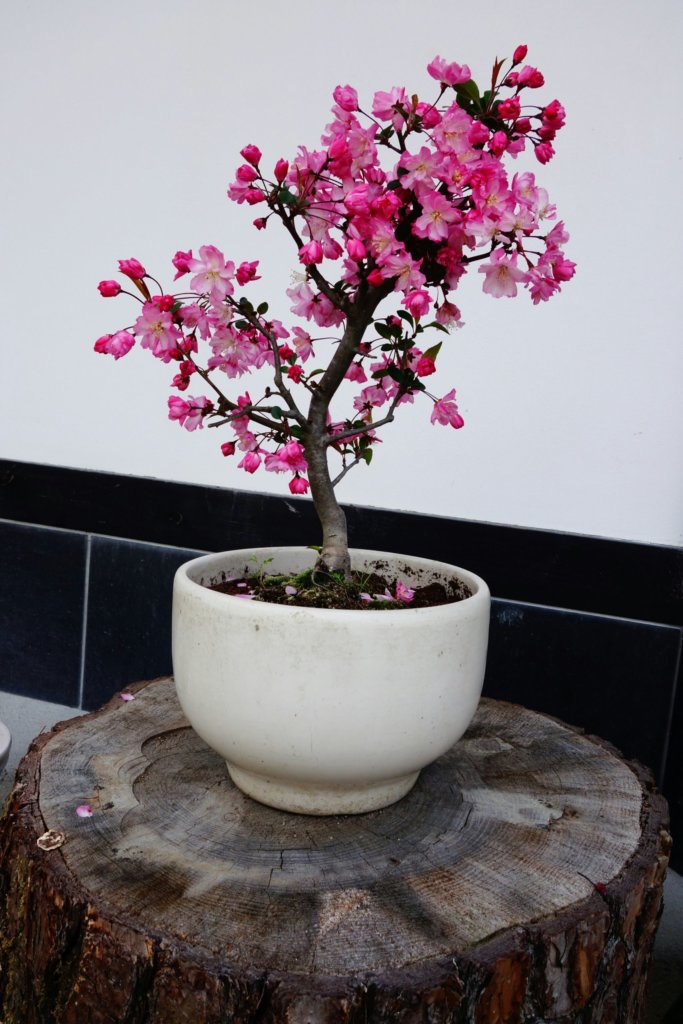 cherry bonsai