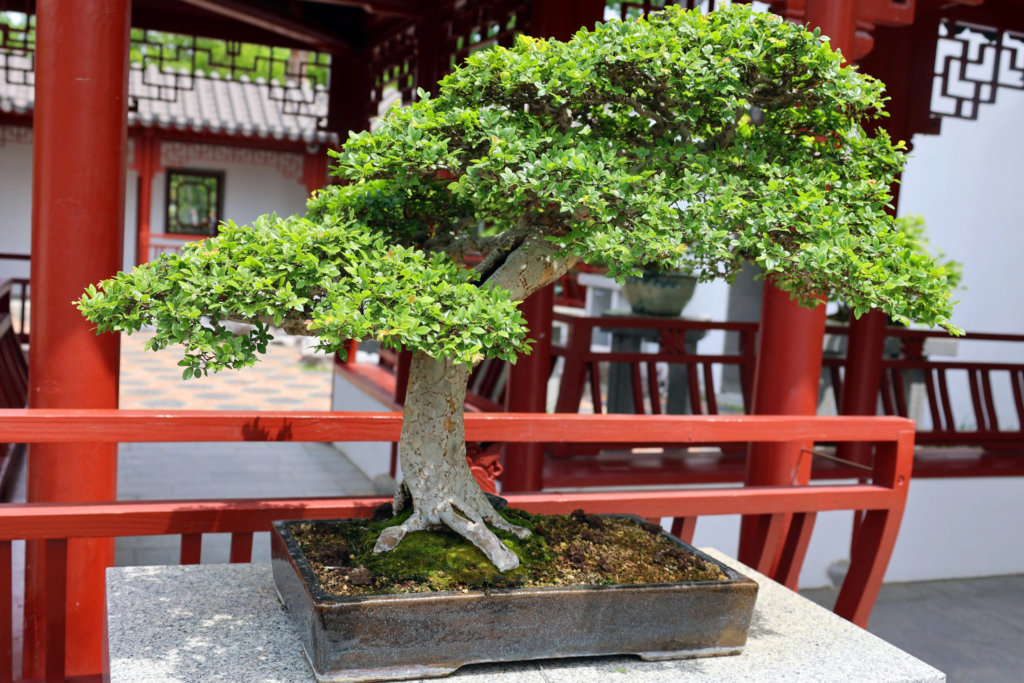chinese elm bonsai