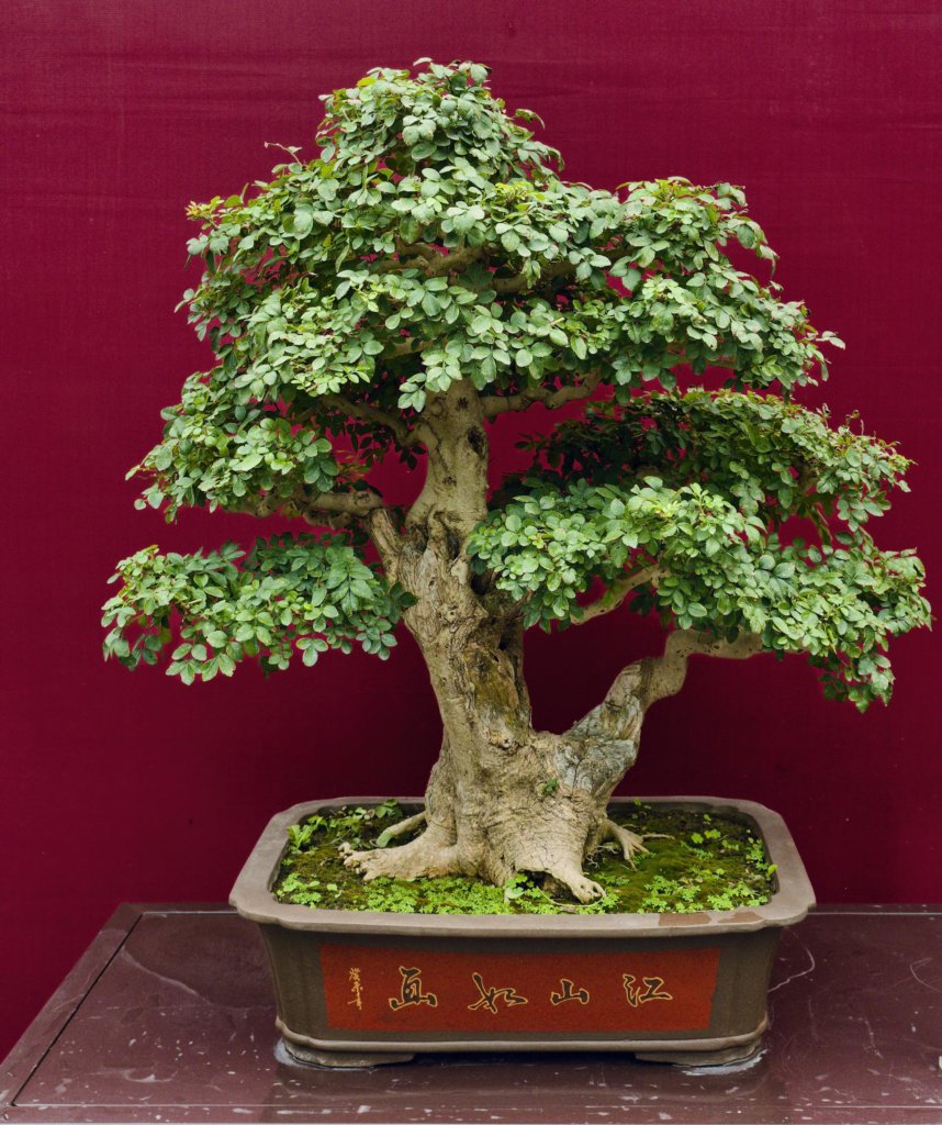 chinese elm bonsai in pot