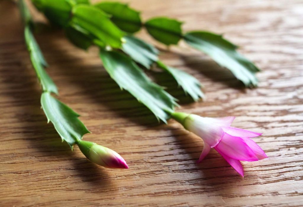 Christmas Cactus Bud On Table