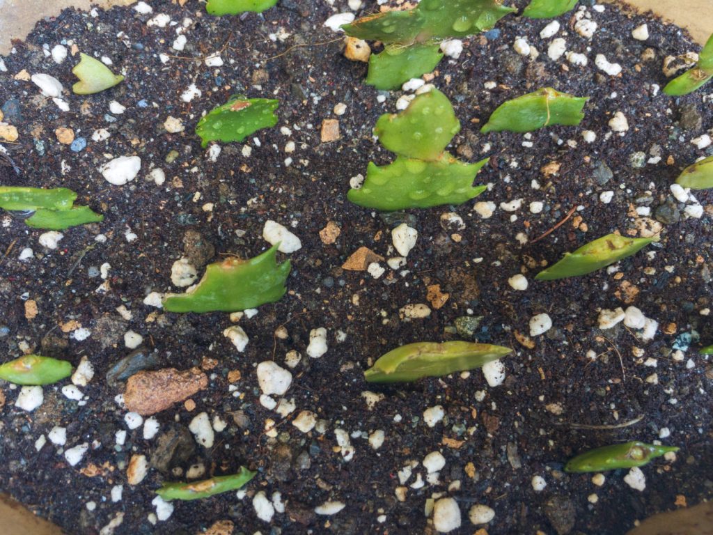 Christmas Cactus Cuttings In Soil