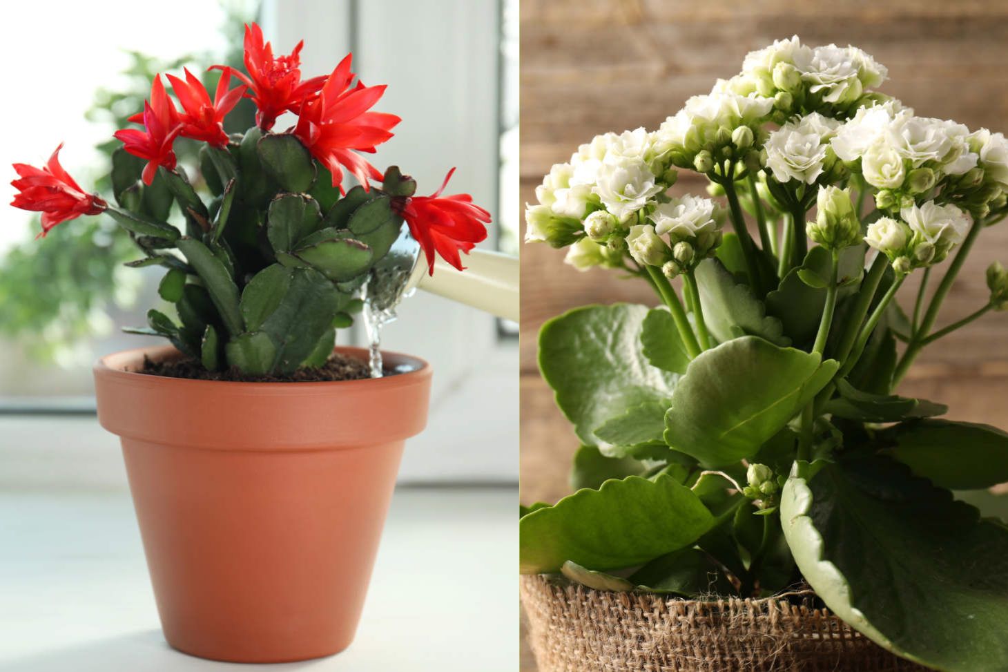 Christmas Cactus Vs Kalanchoe