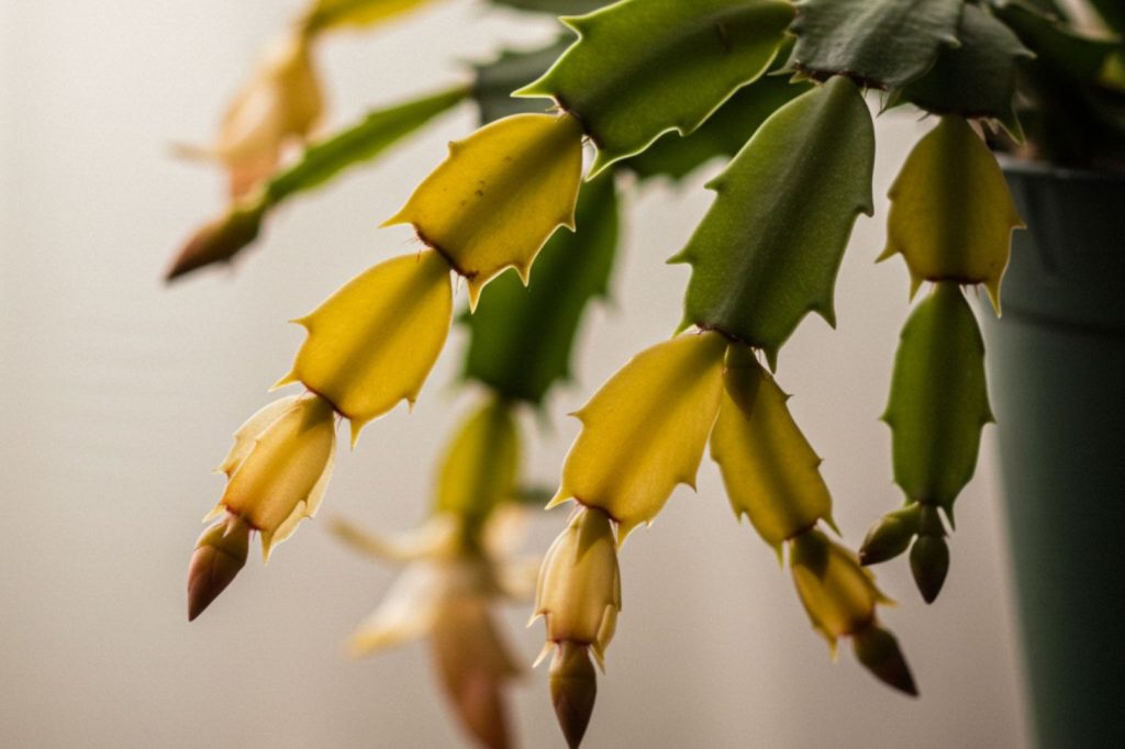 christmas cactus with drooping and yellowing leaves