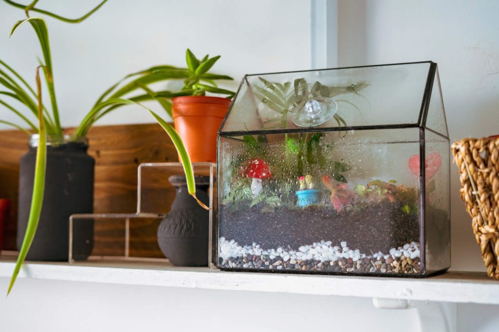 Closed Terrarium On Shelf