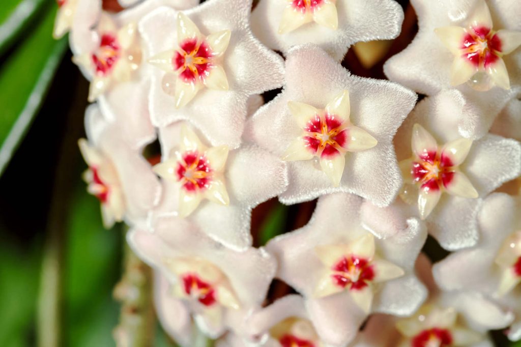Closeup Flowers Of Hoya Carnosa