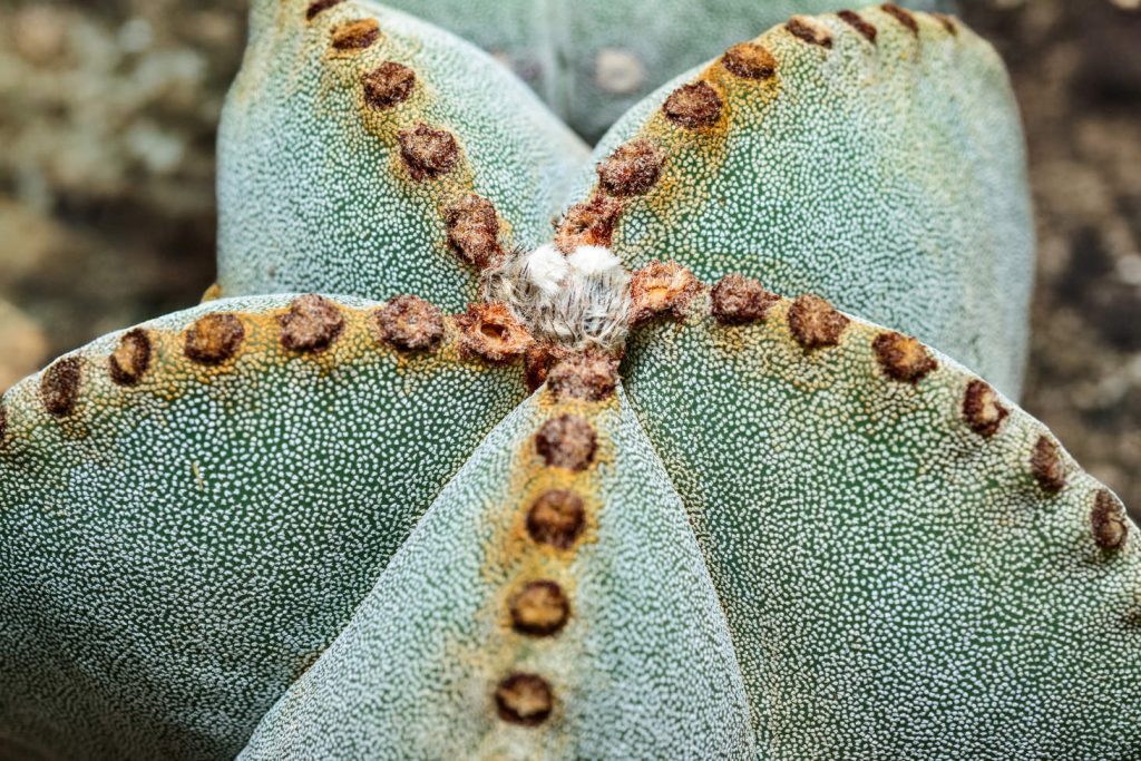 Closeup Of Bishop Cap Cactus (Astrophytum Myriostigma)