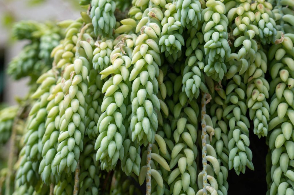 Closeup Of Burro Tail Stonecrop