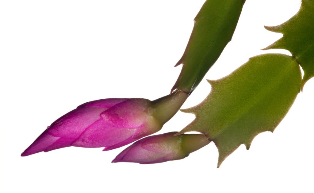 Closeup Of Christmas Cactus Bud