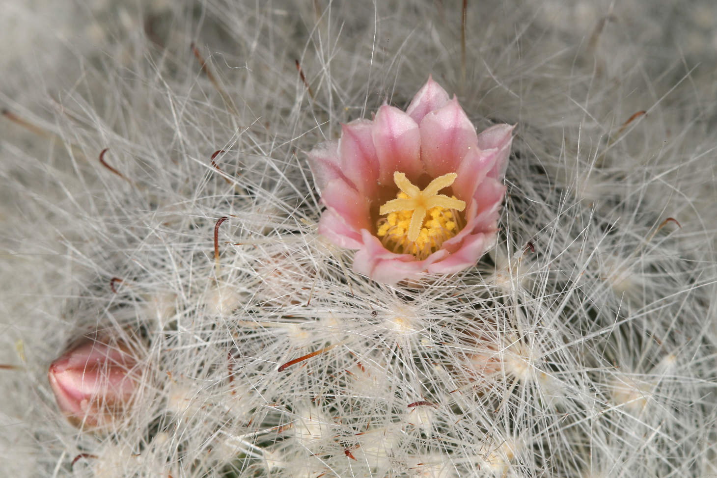 Closeup Of Powder Puff Pincushion Cacti Bloom (Mammillaria Bocasana)