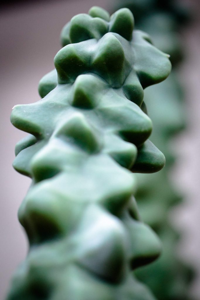Closeup Of Totem Pole Cactus (Pachycereus Schottii)