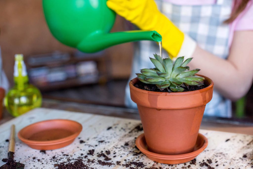 Closeup Of Young Woman Watering Succulent In Terracotta Pot