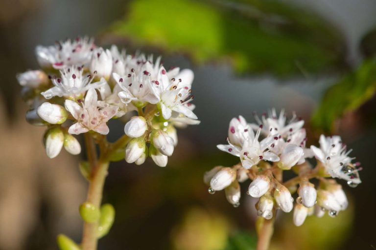 Closeup White Flowers Of Sedum Plant
