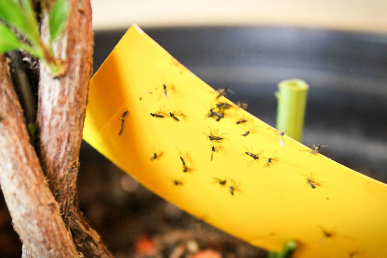 Closup Of Fungus Gnats Stuck To Yellow Tape