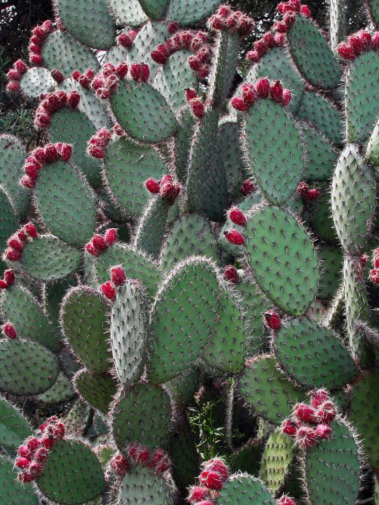 Clustered Prickly Pears With Red Fruits