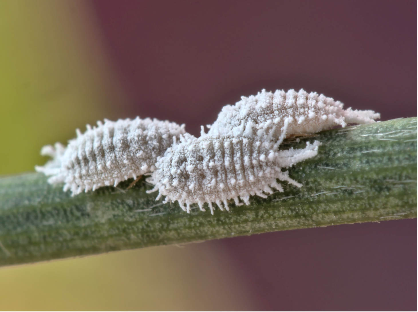 Cochineals Bugs With Waxy White Coating