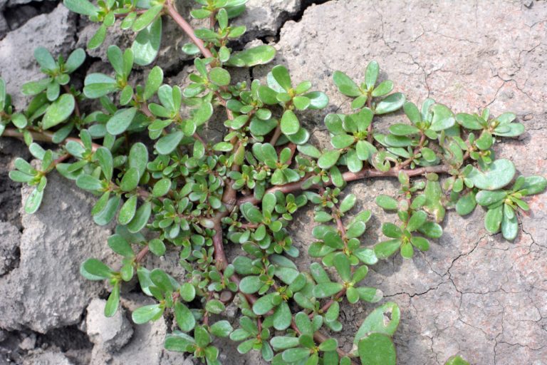 Common Purslane