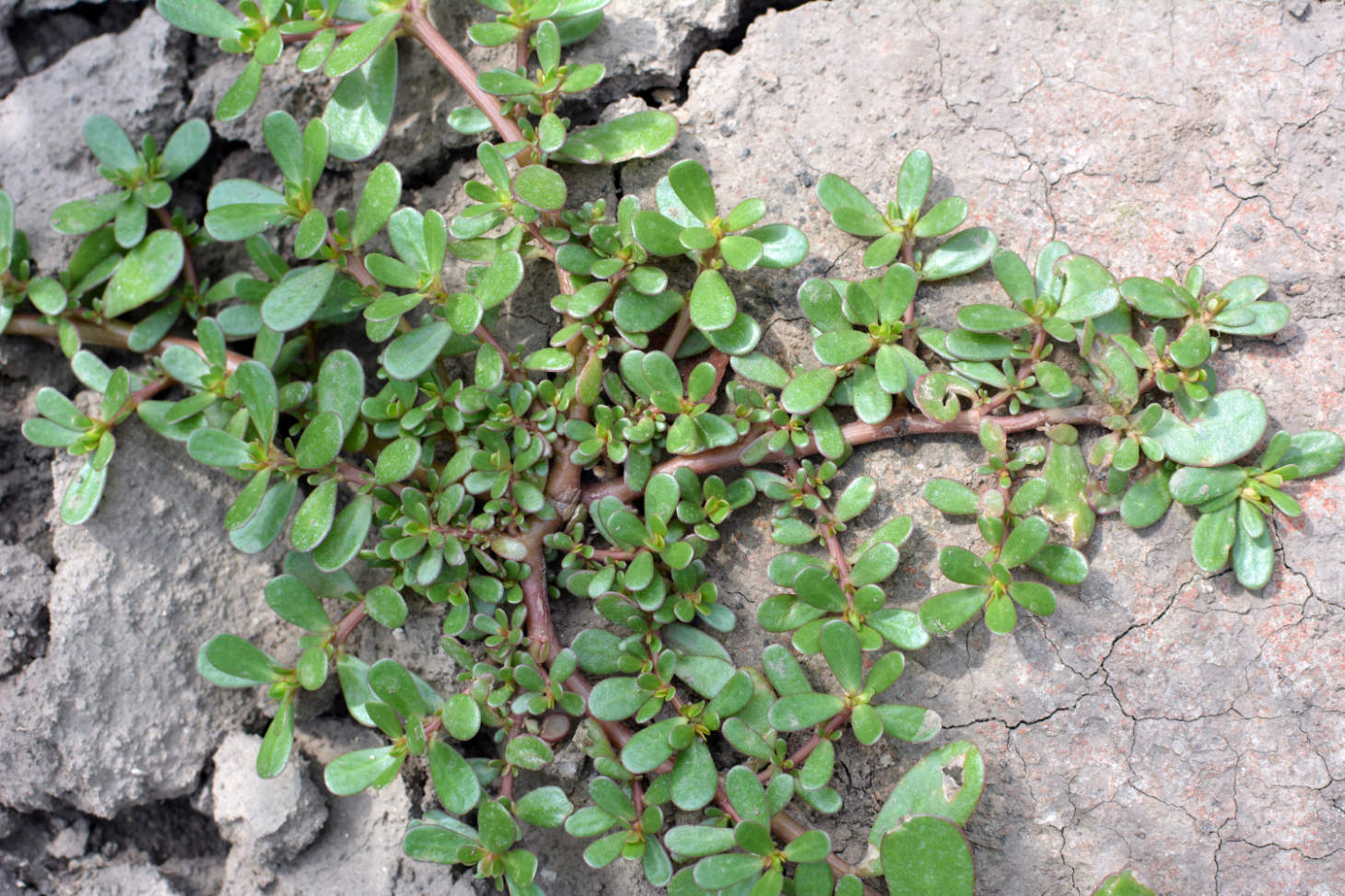 Common Purslane