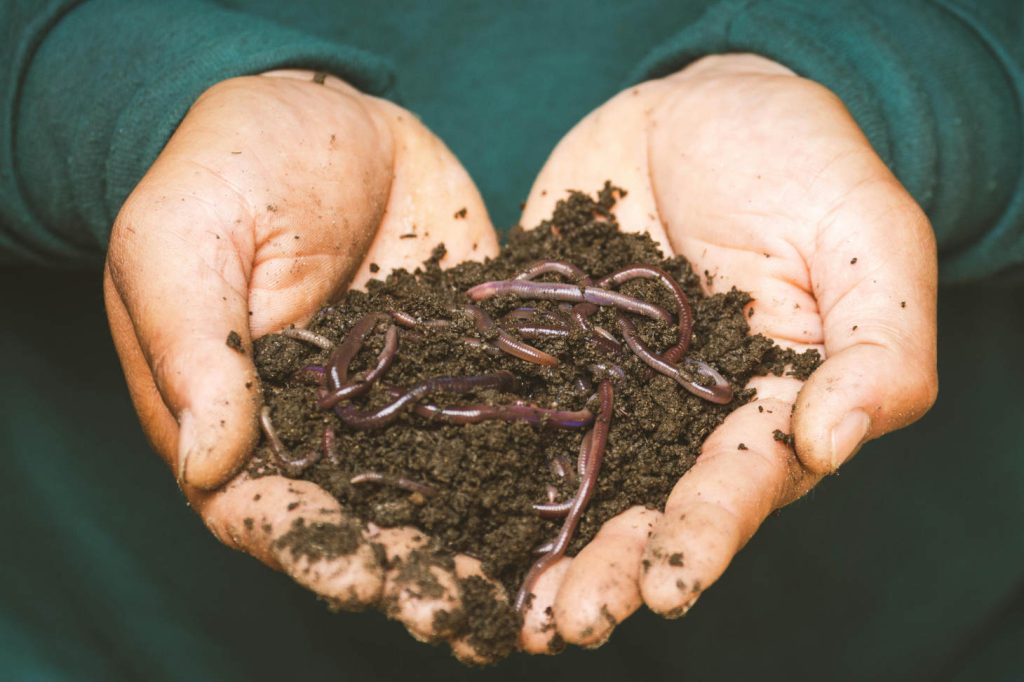 Compost In Hands With Worms