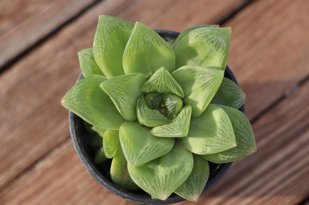 Coopers Haworthia