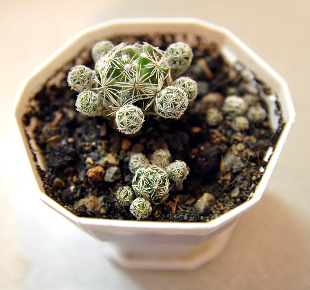coryphantha