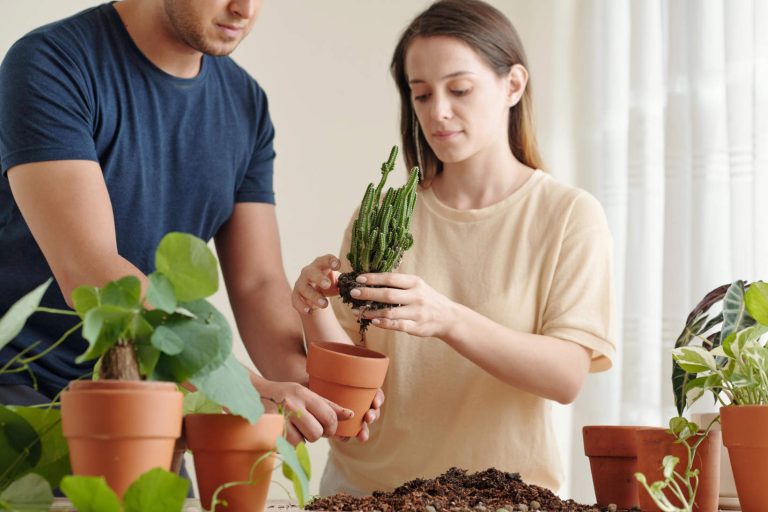 Couple Repotting Cactus In Terracotta Pot