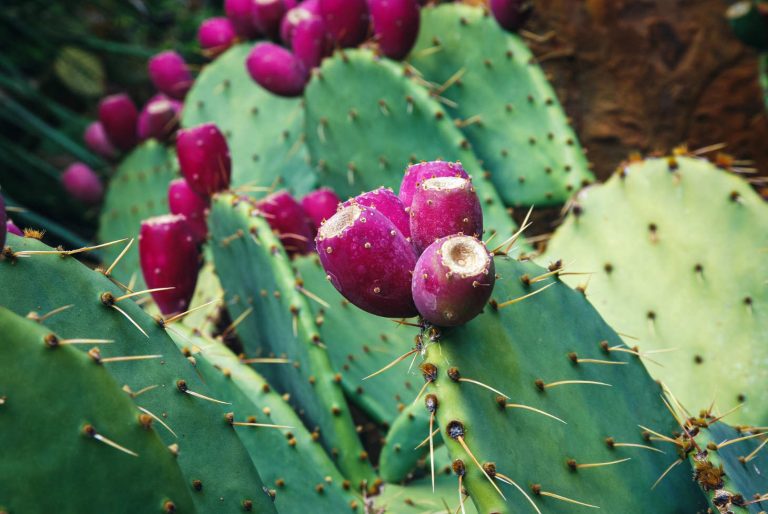 Cowtongue Cactus (Opuntia Engelmannii) Prickly Pear