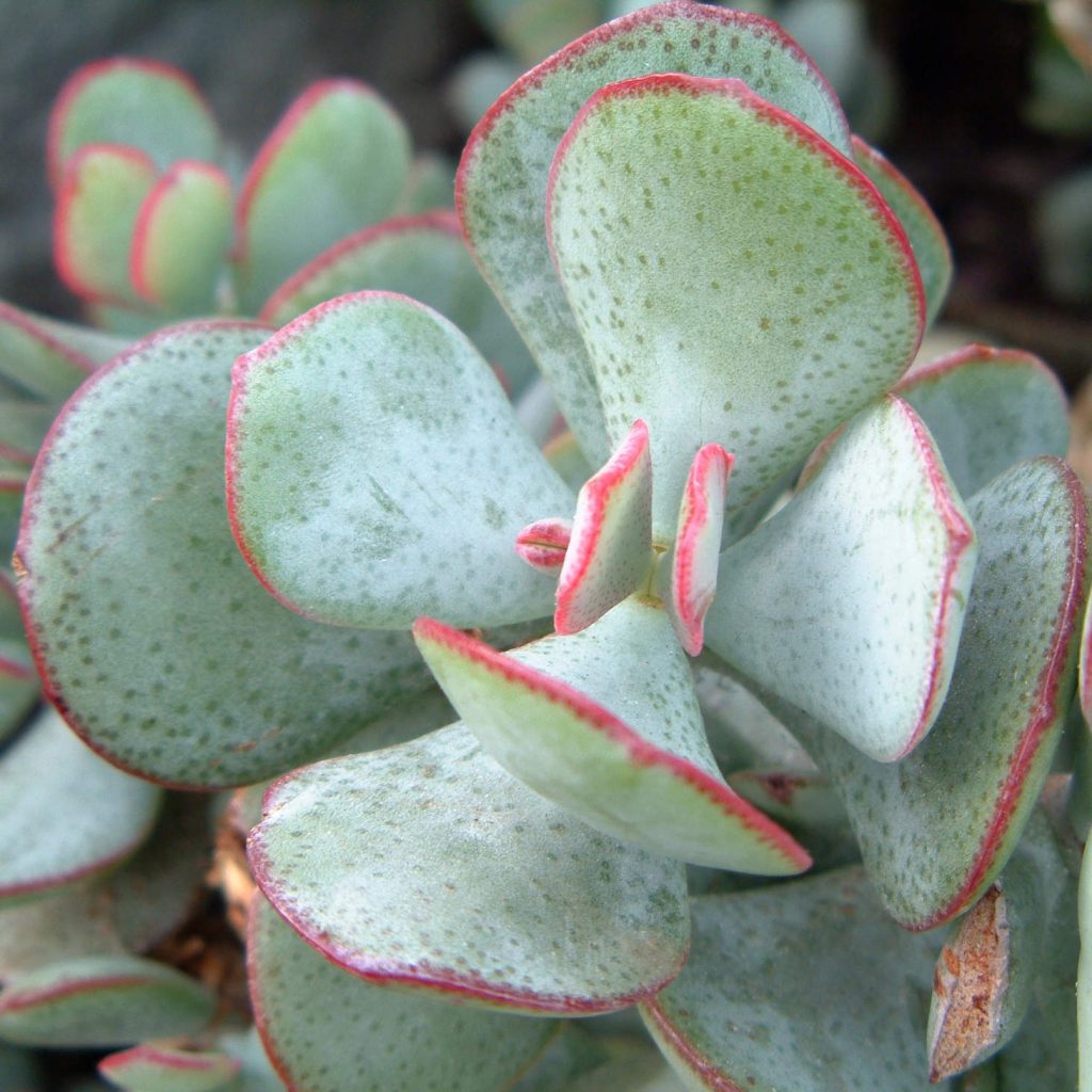 Crassula Arborescens Leaves Up Close