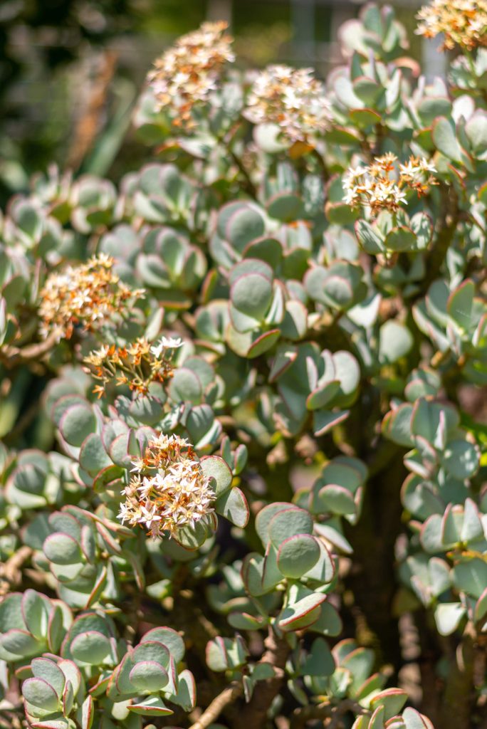 Crassula Arborescens Silver Jade Plant Flowering Outdoor