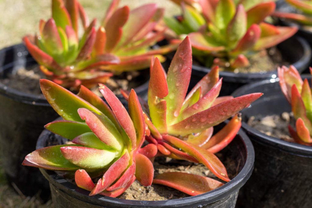 Crassula Capitella Campfire Potted Plants