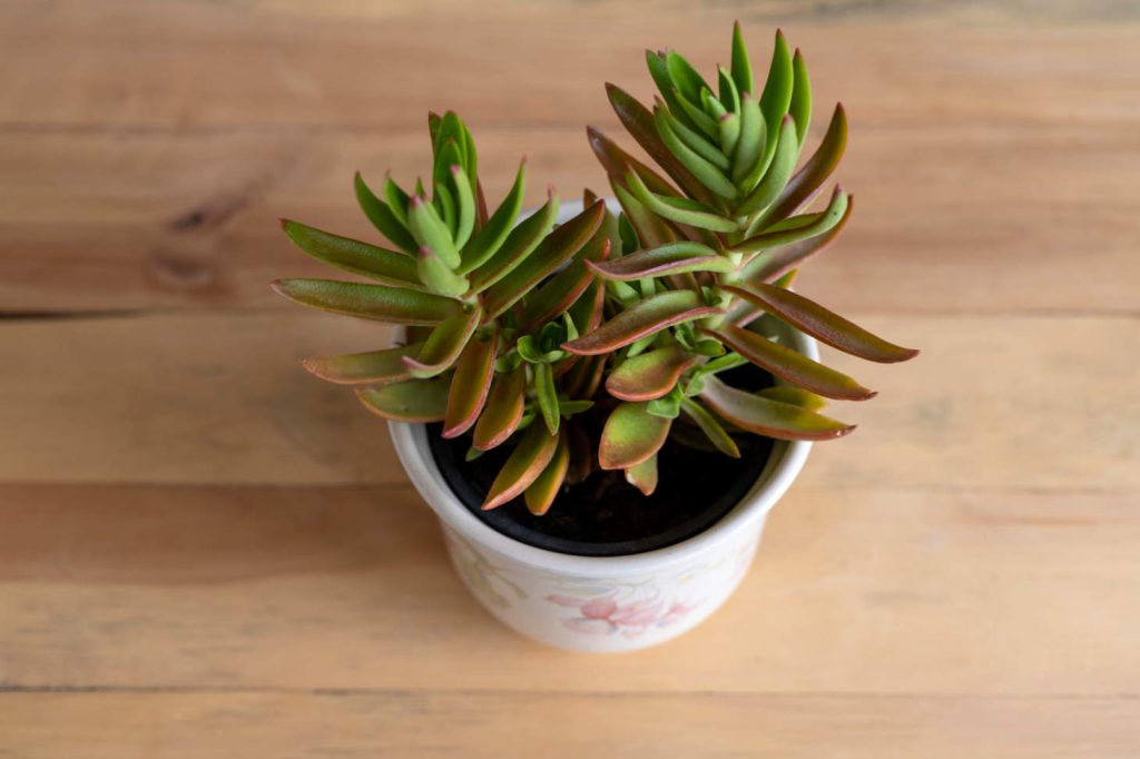 Crassula Capitella (Red Flames Red Pagoda Or Campfire Plant)