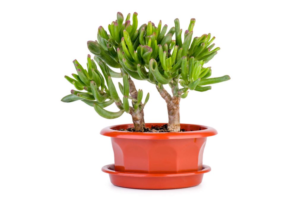 Crassula Gollum Finger Jade In Red Pot White Bg