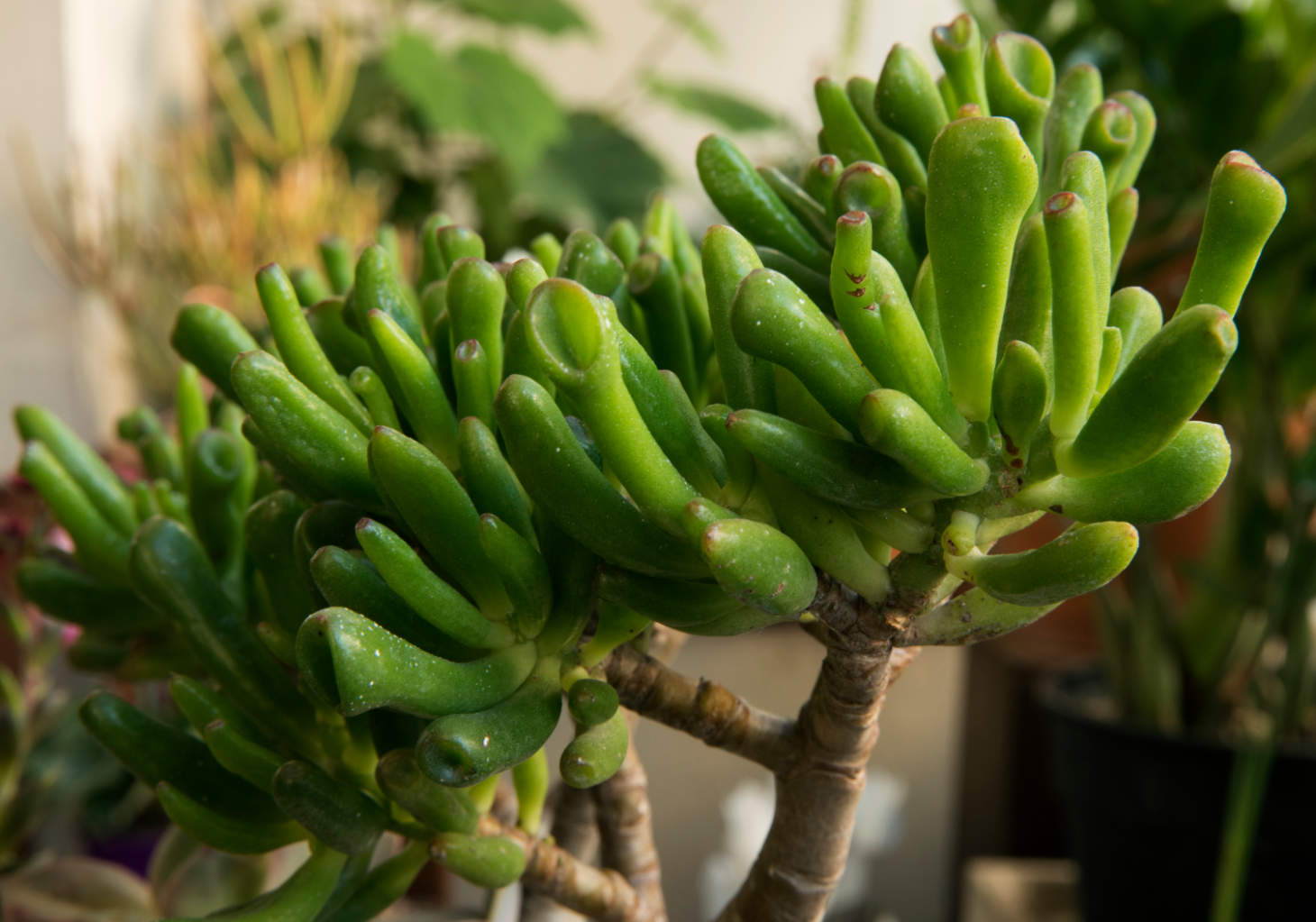 Crassula Gollum Jade Closeup