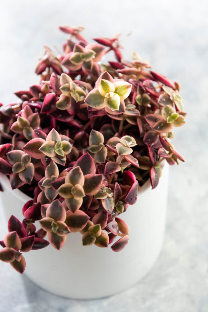 Crassula Marginalis Rubra Variegata also known as Crassula pellucida 'Variegata' (Calico Kitten Plant)