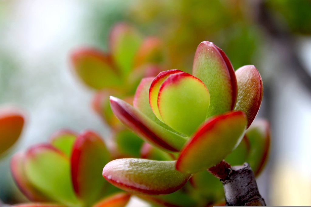 crassula ovata hummel’s sunset