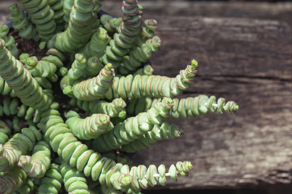 Crassula Perforata Closeup From Above