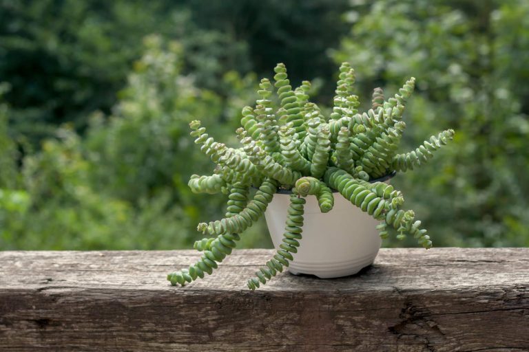 Crassula Perforata String Of Buttons Plant In A Garden