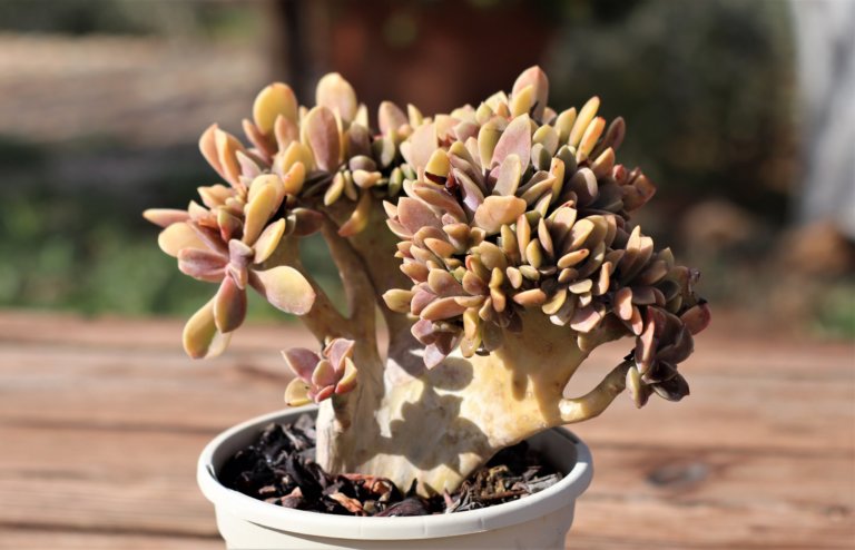 crested echeveria
