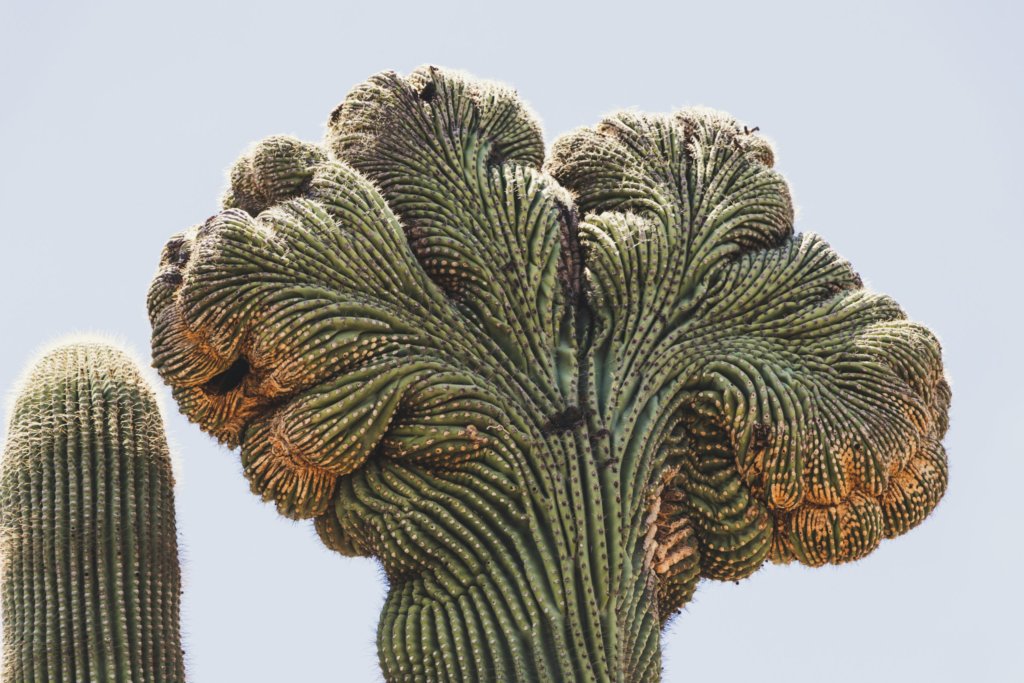 crested saguaro cactus