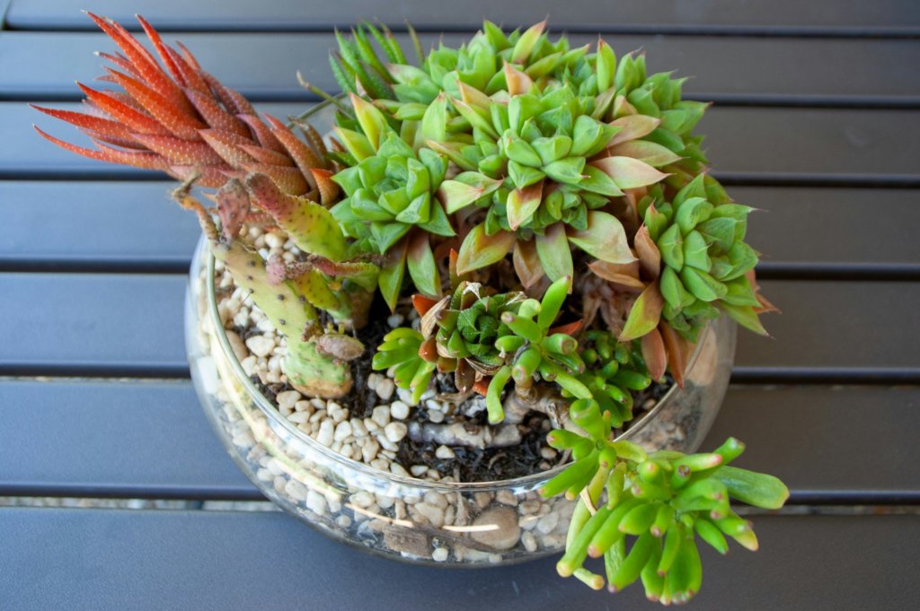 crowded succulents