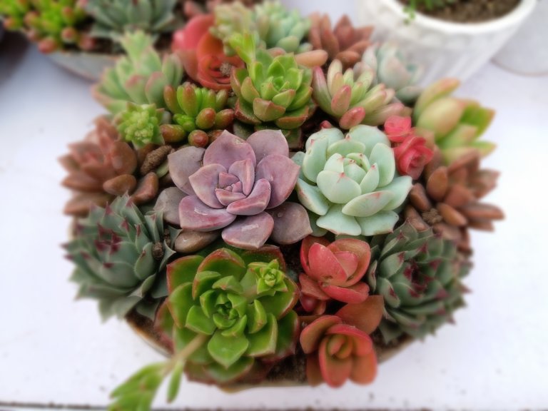 crowded succulents arrangement