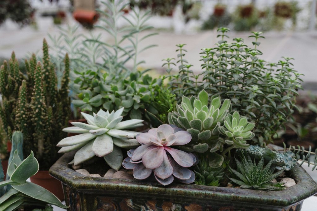 crowding succulents