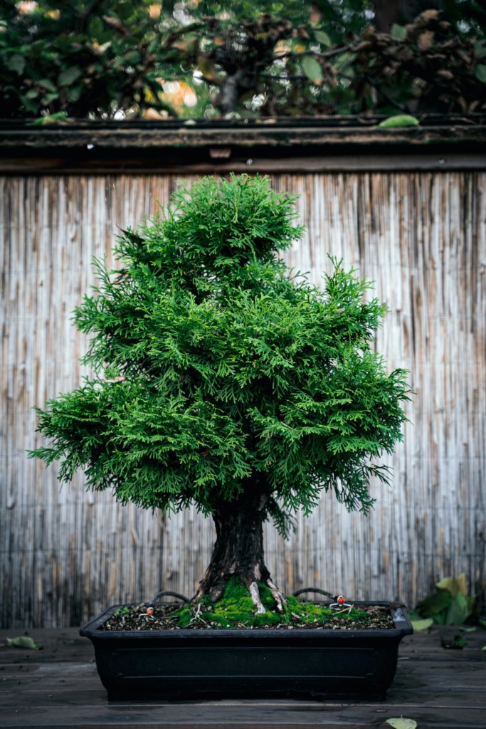cypress bonsai