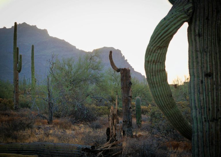 Dead Saguaro In Wild