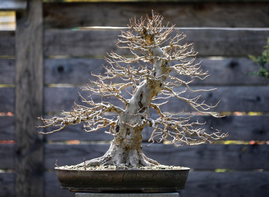 chinese elm bonsai with no leaves