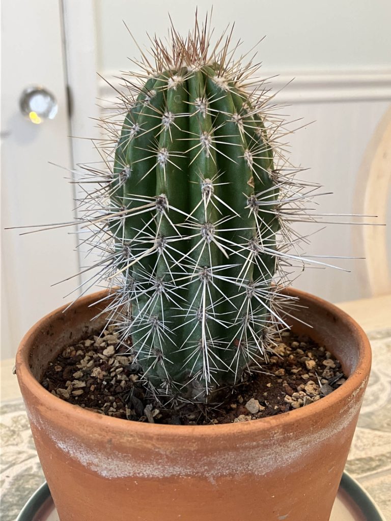 Dehydrated Columnar Cactus In Pot