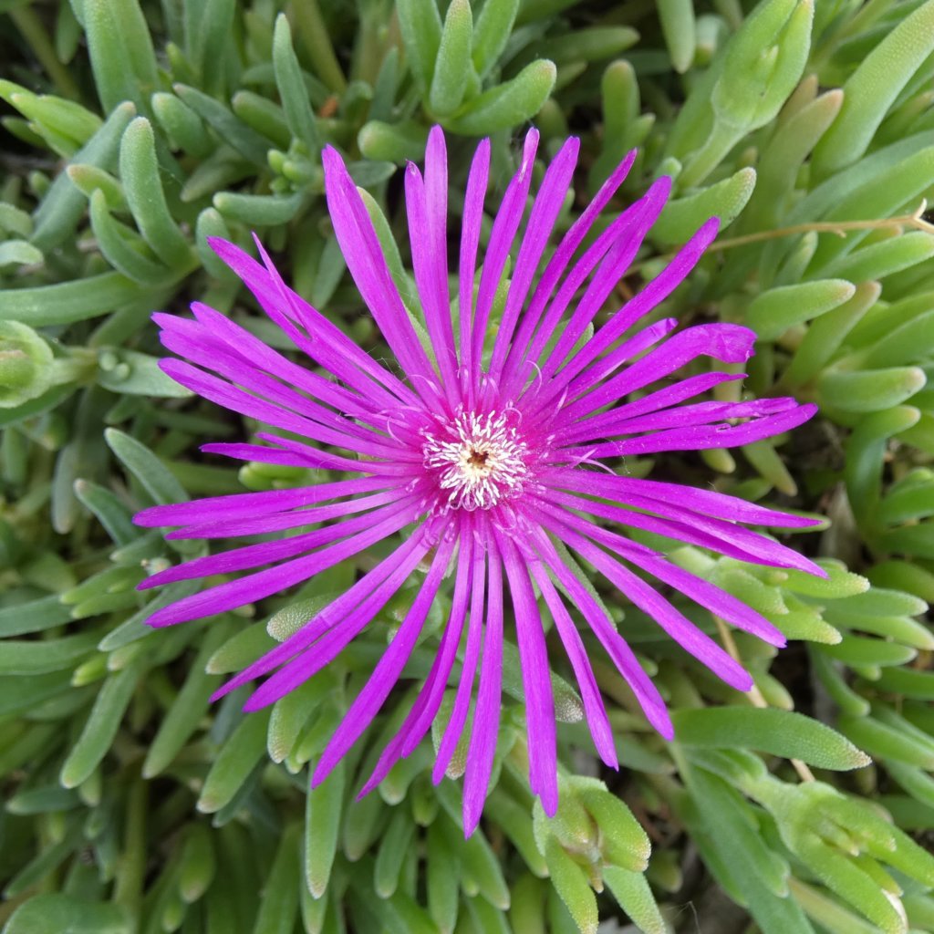 delosperma cooperi