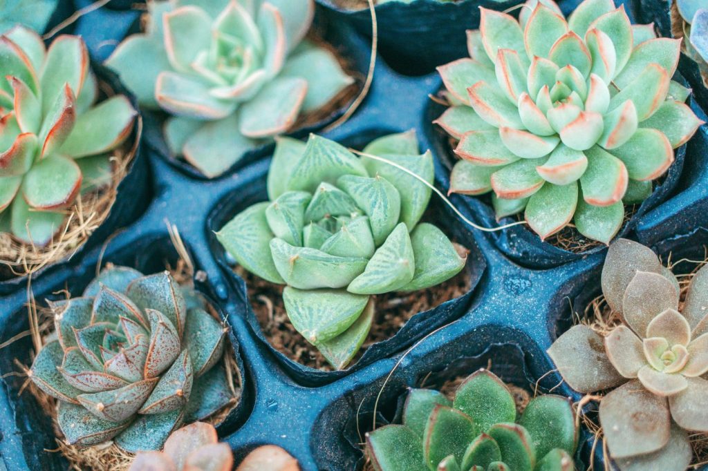 different types of succulents in pots