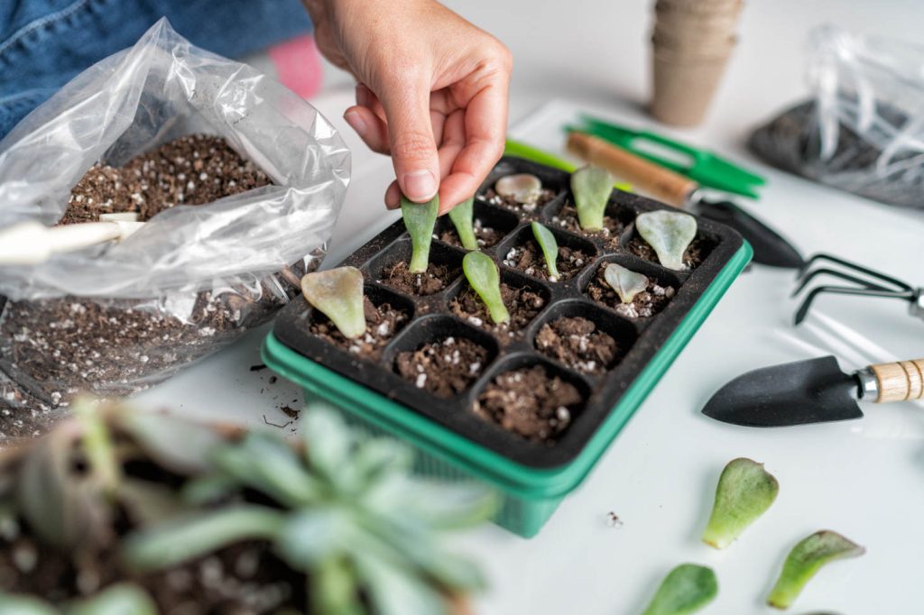 Diy Succulent Leaf Propagation