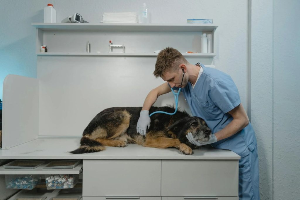 dog and veterinarian